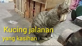 Siapa Yg Kasihan Melihat Kucing Ini Part 2 Full Movie